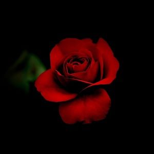 Meet your Posher, Leila